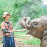 Elefanter ved Elephant Freedom Project Chiang Mai