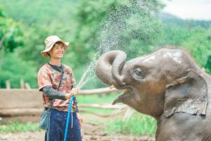 Elefanter ved Elephant Freedom Project Chiang Mai
