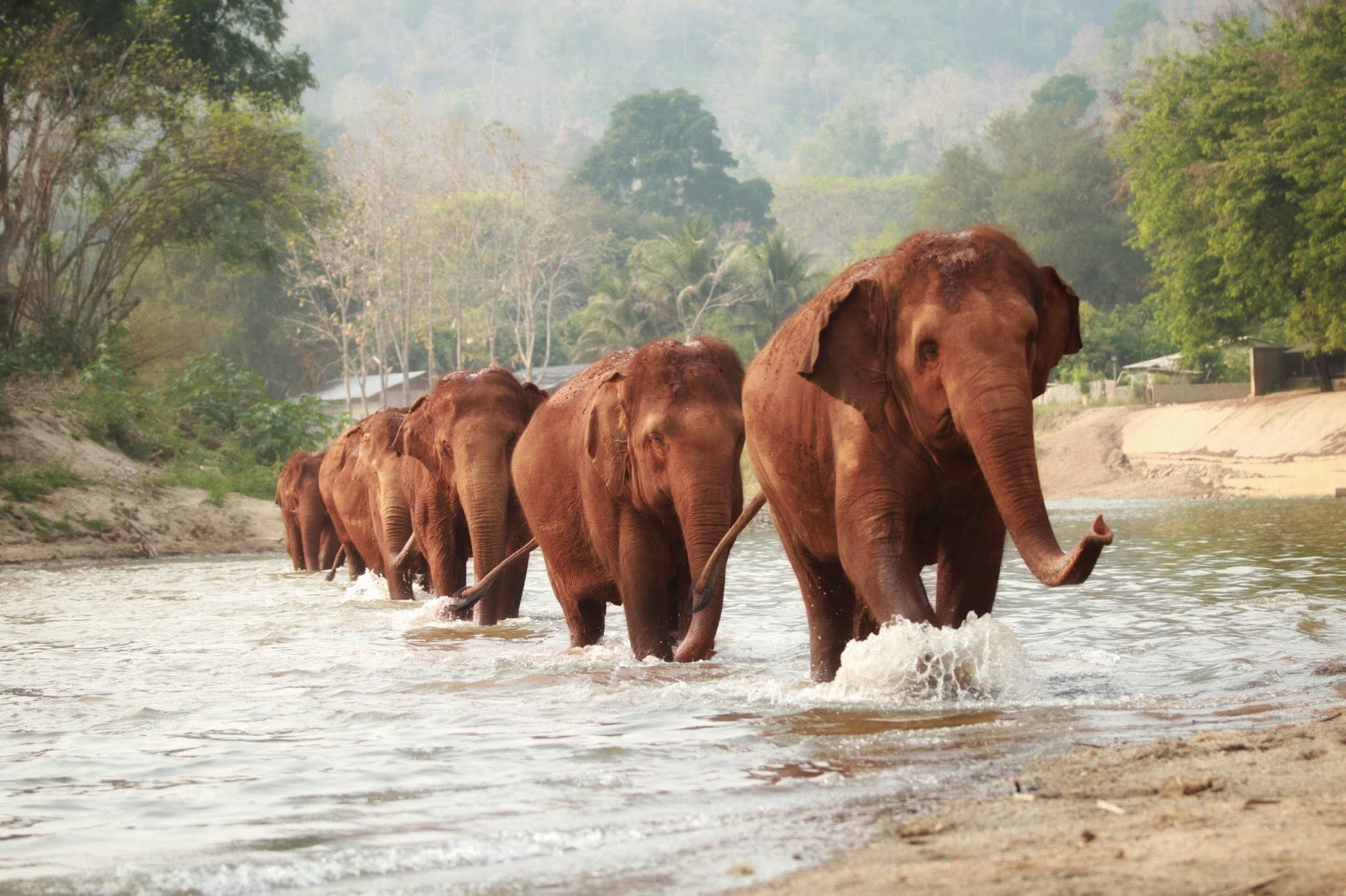 Elephant Nature Park Chiang Mai