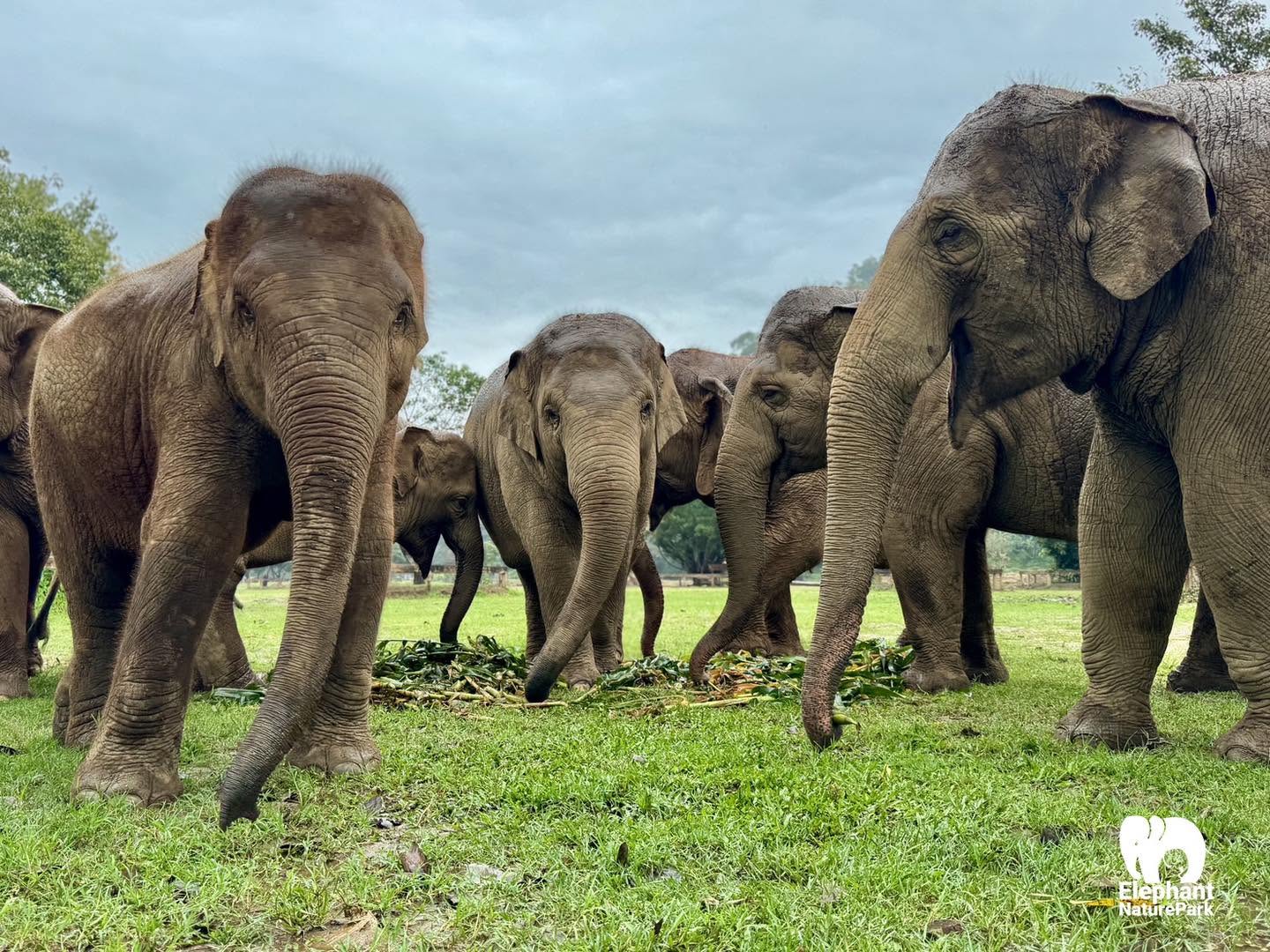 Elephant Nature Park