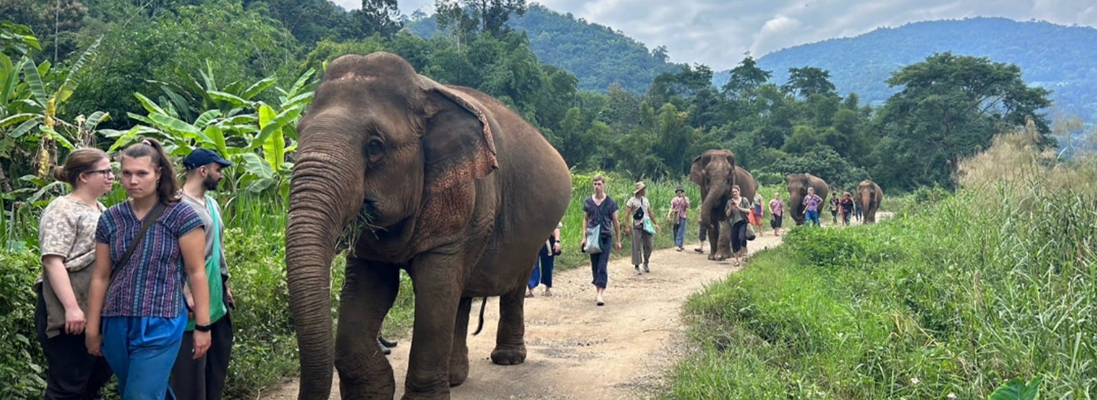 Happy Elephant Home i Mae Taeng