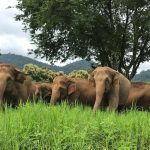 Elephant Nature Park ved Chiang Mai med elefanter i naturlige omgivelser