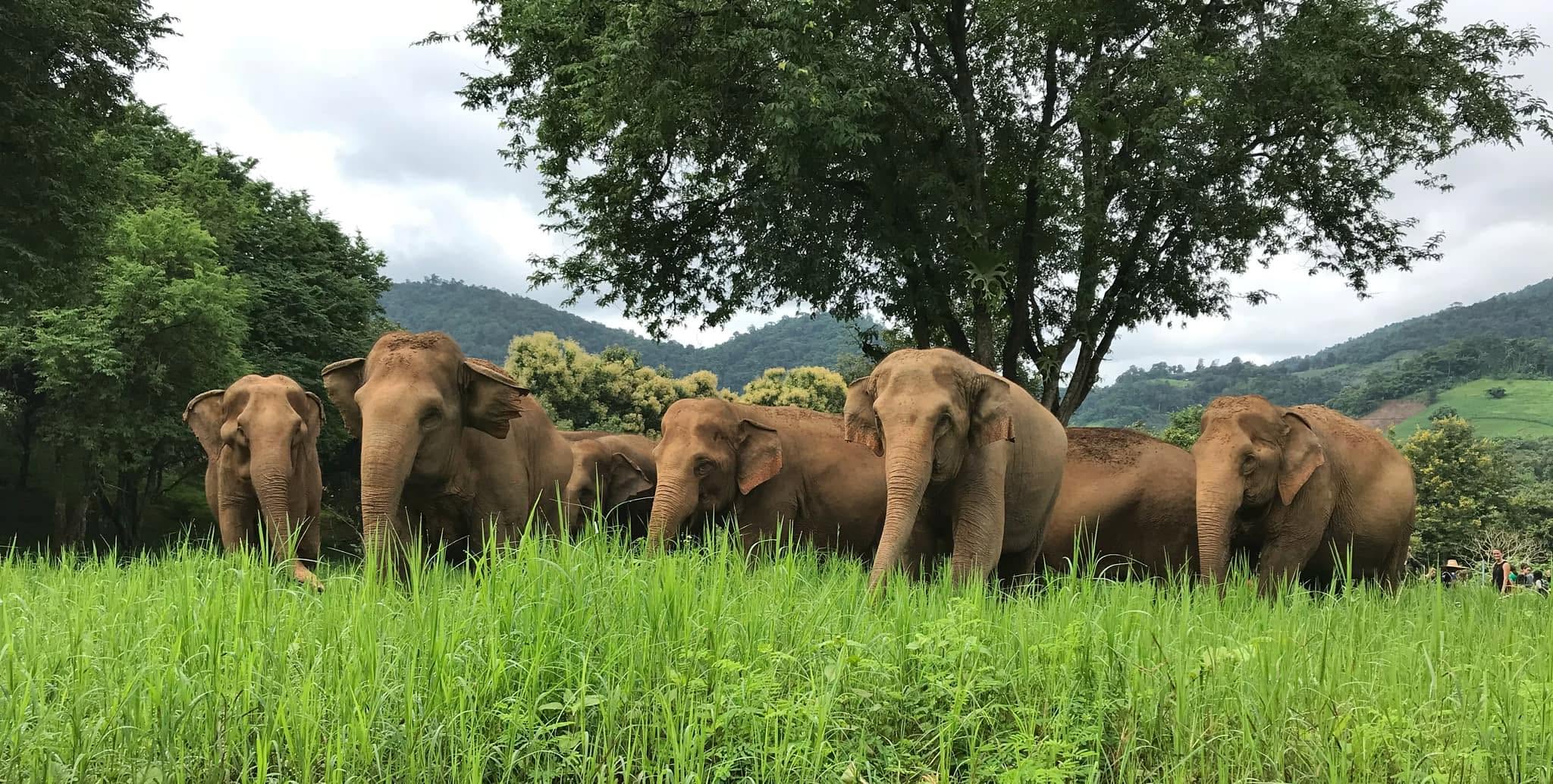Elephant Nature Park ved Chiang Mai med elefanter i naturlige omgivelser