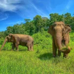 Burm & Emily's Elephant Sanctuary i Mae Chaem