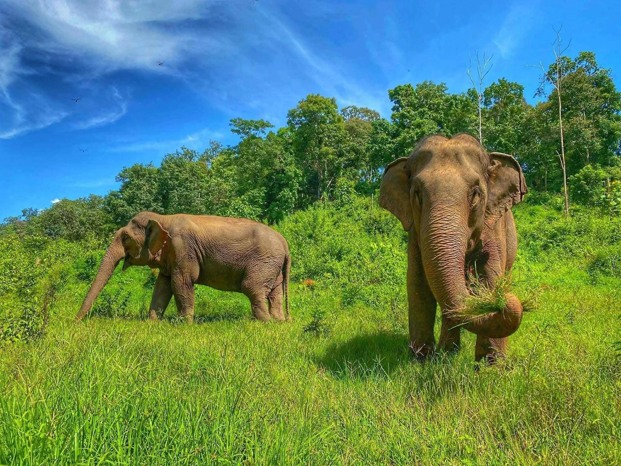 Burm & Emily's Elephant Sanctuary i Mae Chaem