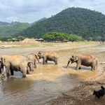 Elefanter ved Happy Elephant Home