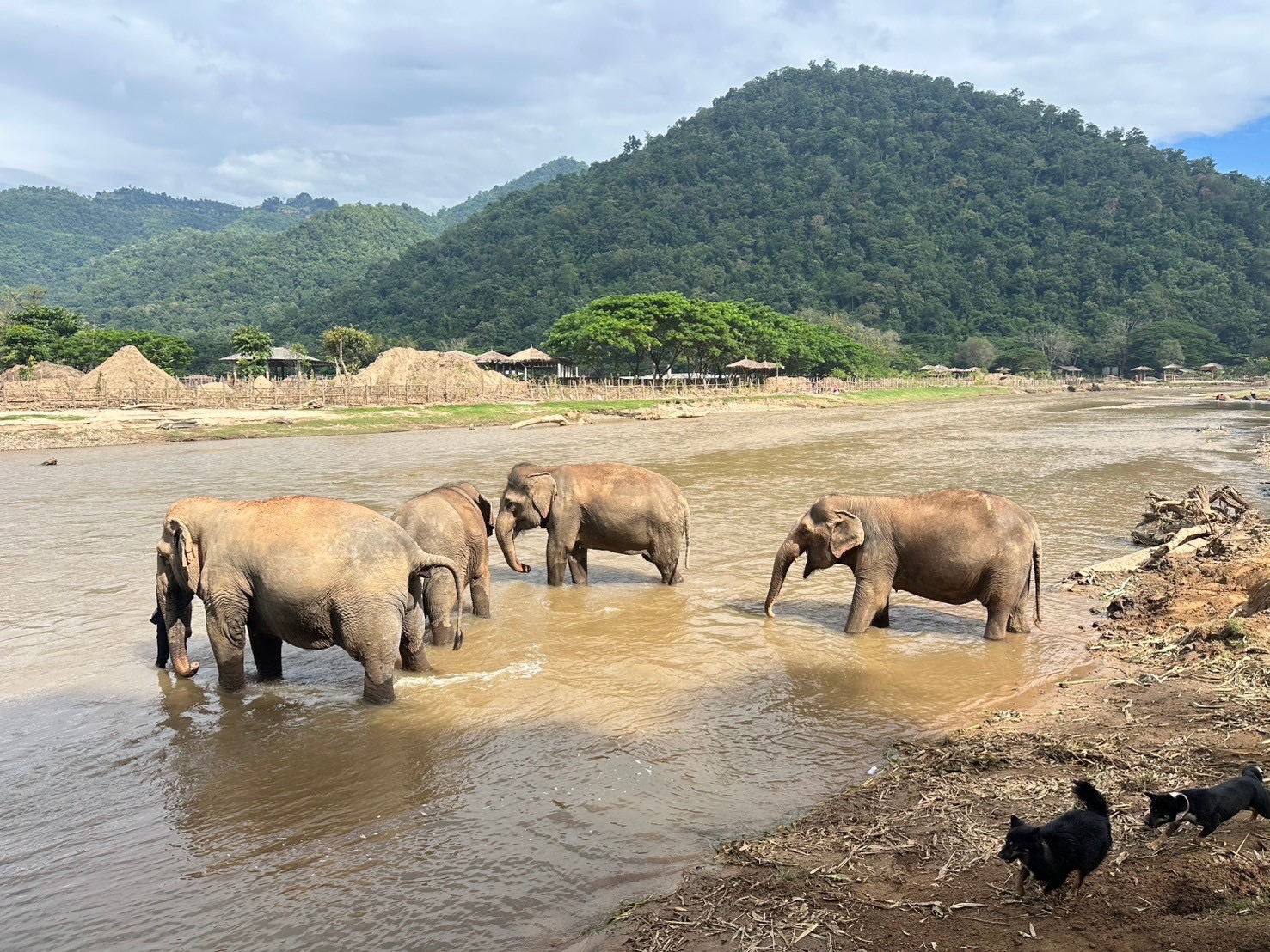 Elefanter ved Happy Elephant Home