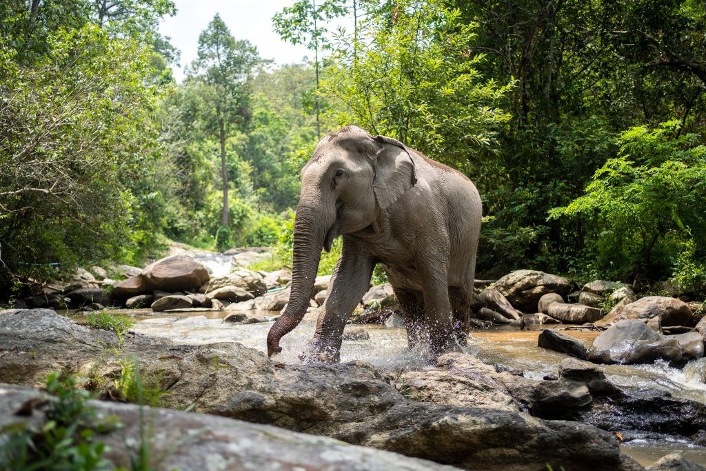 Into The Wild Elephant Camp i Mae Wang