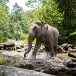 Into The Wild Elephant Camp i Mae Wang