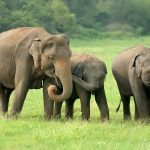 Pon Elephant Thailand i Mae Wang