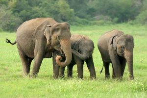 Pon Elephant Thailand i Mae Wang