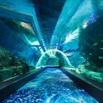 Ocean Tunnel med hajer i SEA LIFE Bangkok Ocean World