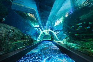 Ocean Tunnel med hajer i SEA LIFE Bangkok Ocean World