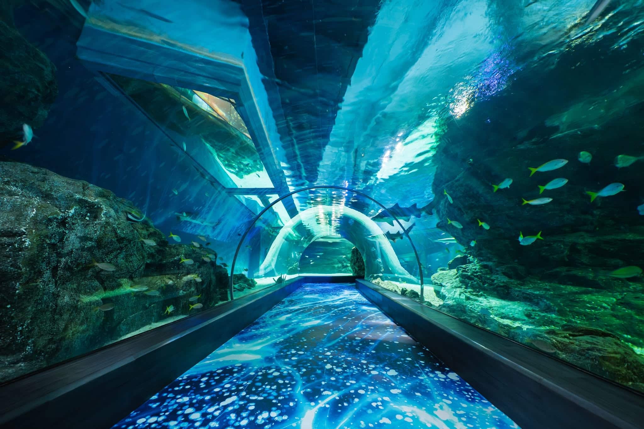 Ocean Tunnel med hajer i SEA LIFE Bangkok Ocean World