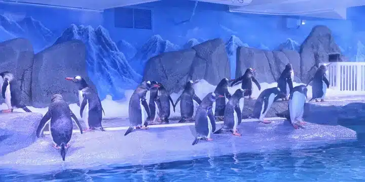 Pingviner i Penguin Ice Playground i SEA LIFE Bangkok